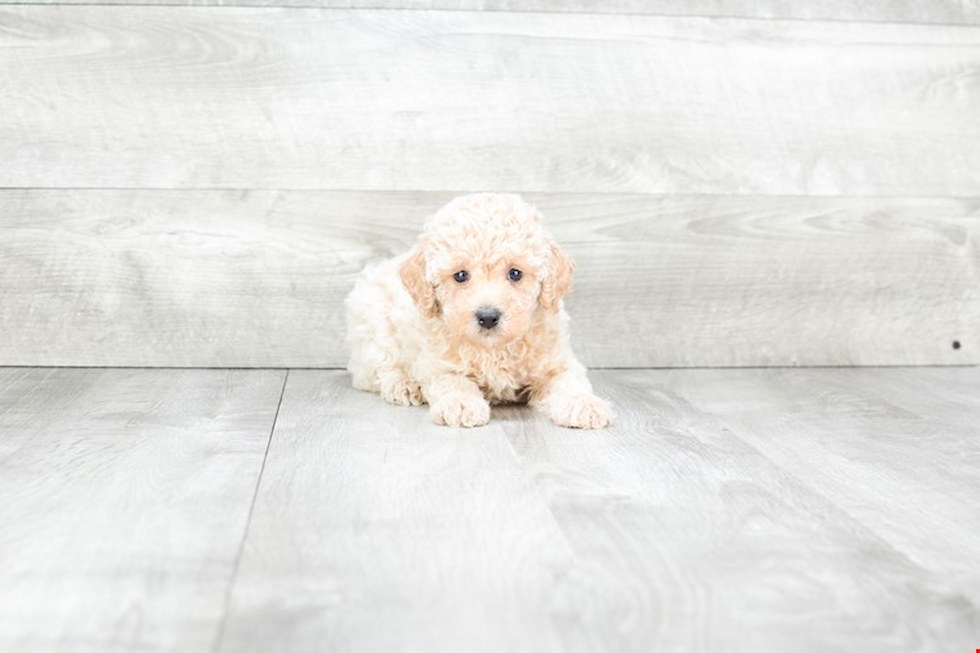 Playful Poodle Baby