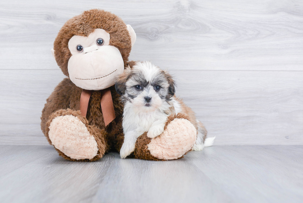 Teddy Bear Pup Being Cute