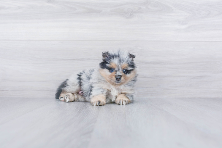 Pomeranian Puppy for Adoption