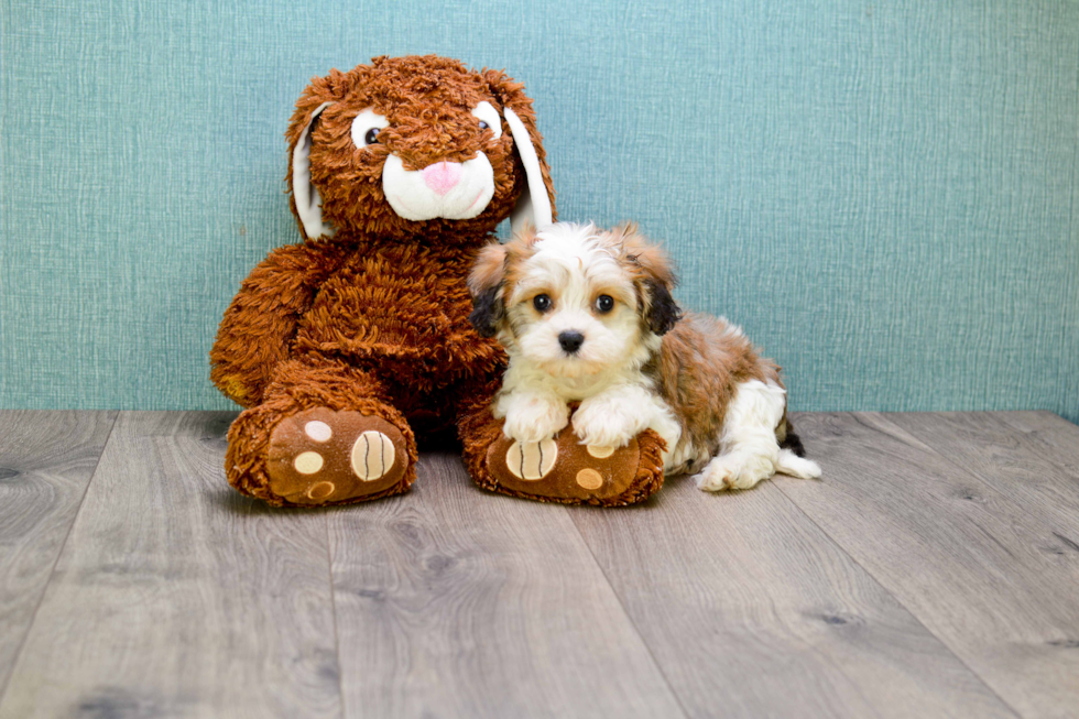 Cute Cavachon Baby