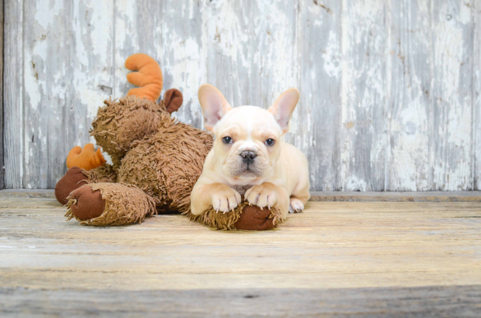 Playful French Bulldog Purebred Pup