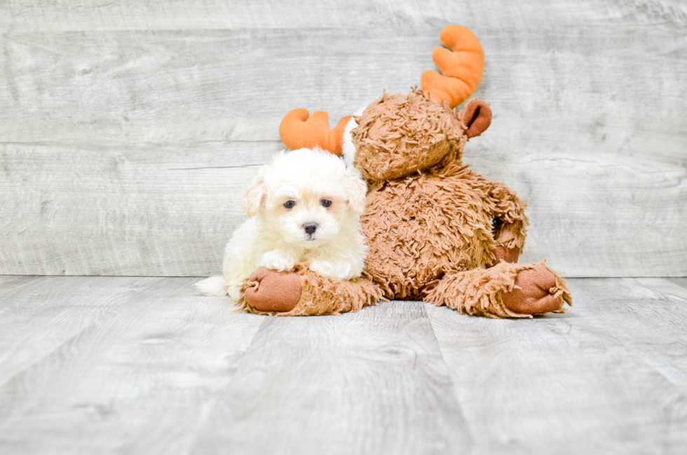 Popular Maltipoo Poodle Mix Pup