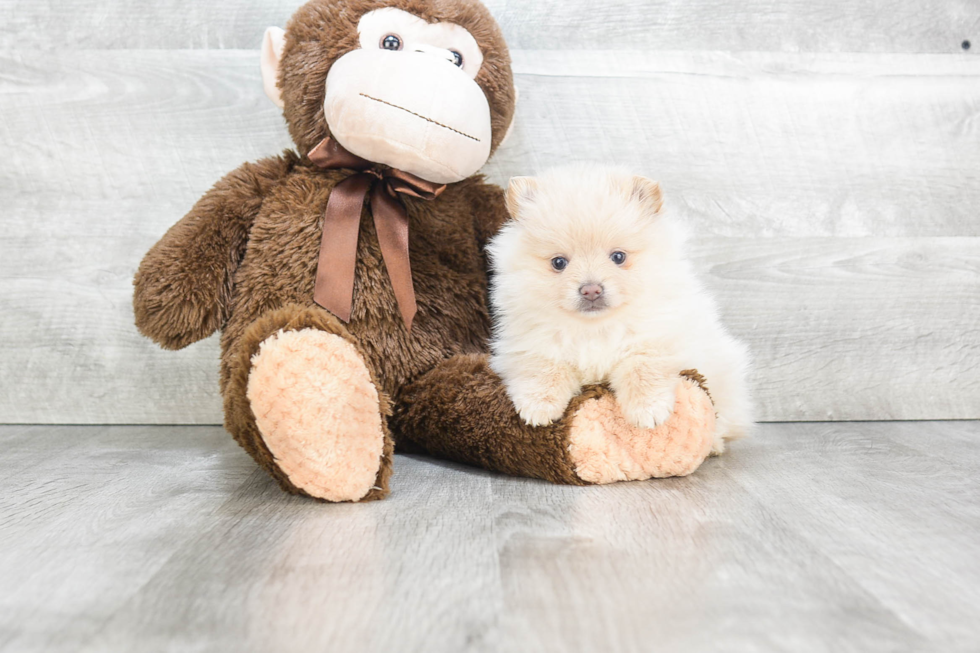 Adorable Pomeranian Purebred Puppy