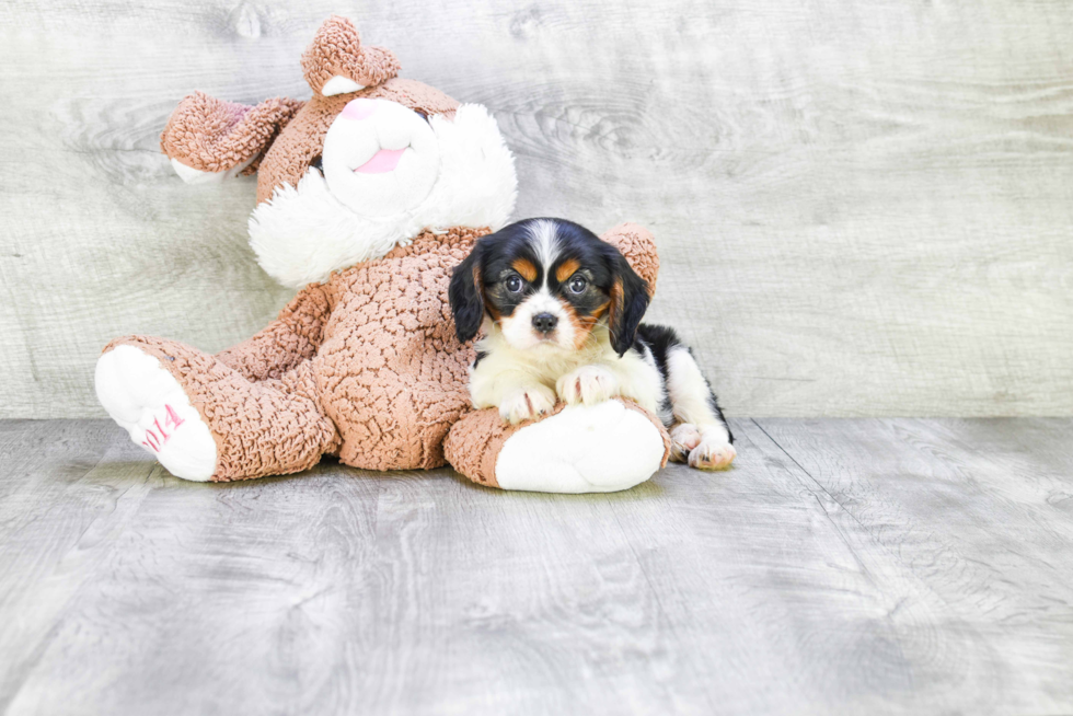 Cavalier King Charles Spaniel Pup Being Cute