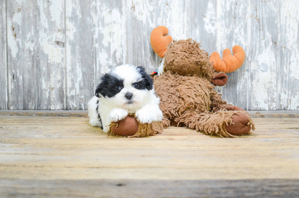 Funny Teddy Bear Designer Pup