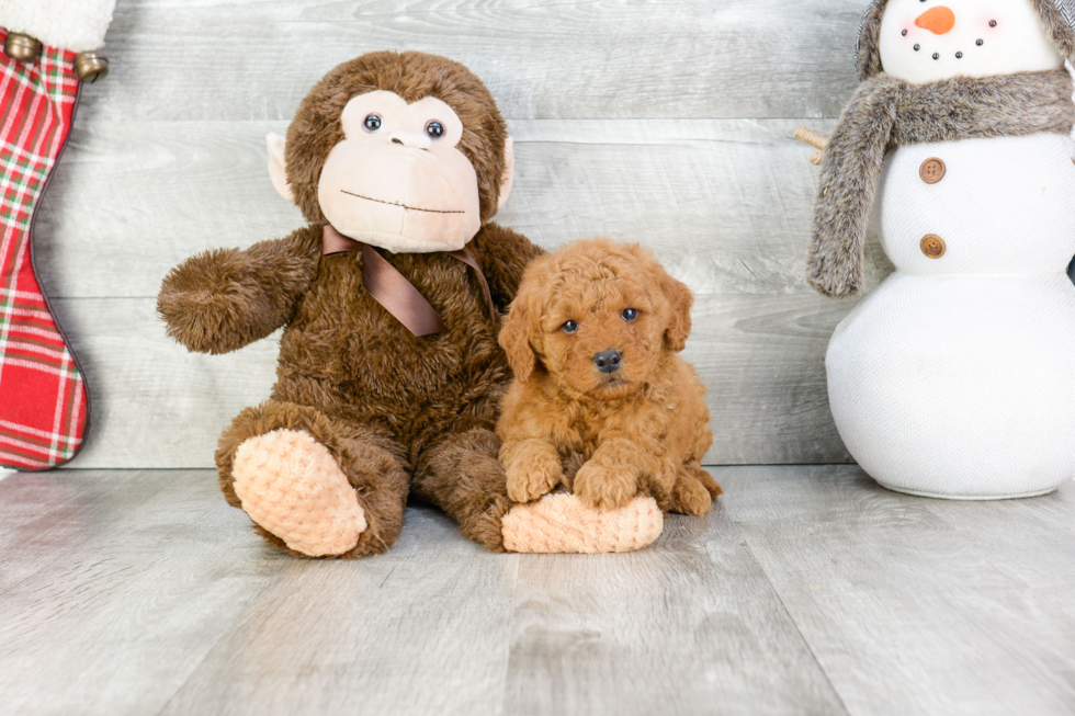 Happy Mini Goldendoodle Baby