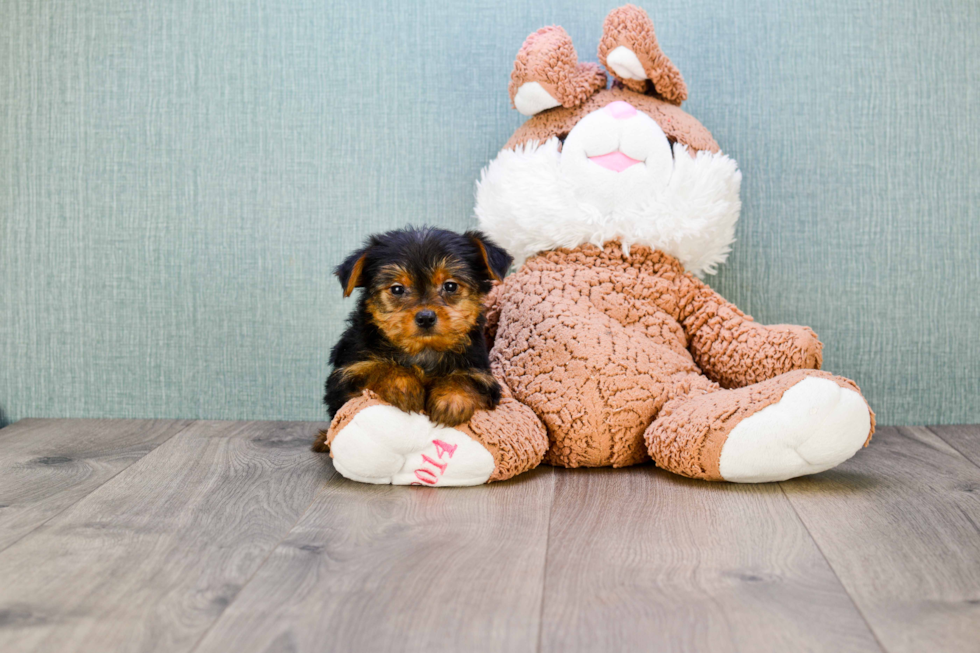 Meet Lisa - our Yorkshire Terrier Puppy Photo 