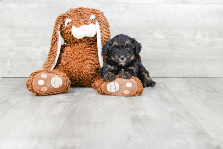 Havanese Puppy for Adoption