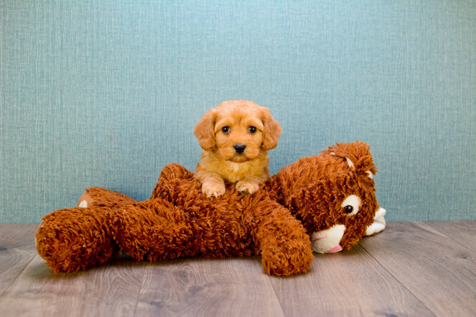 Cavapoo Pup Being Cute