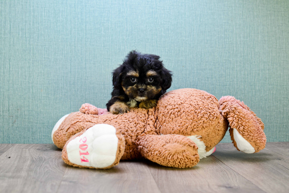 Teddy Bear Puppy for Adoption