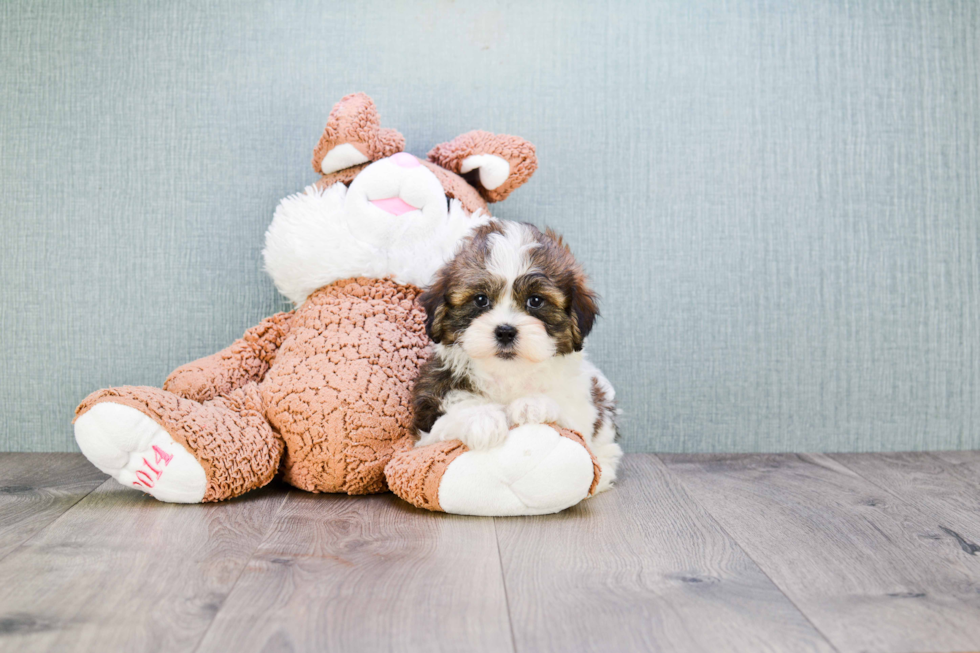 Teddy Bear Pup Being Cute