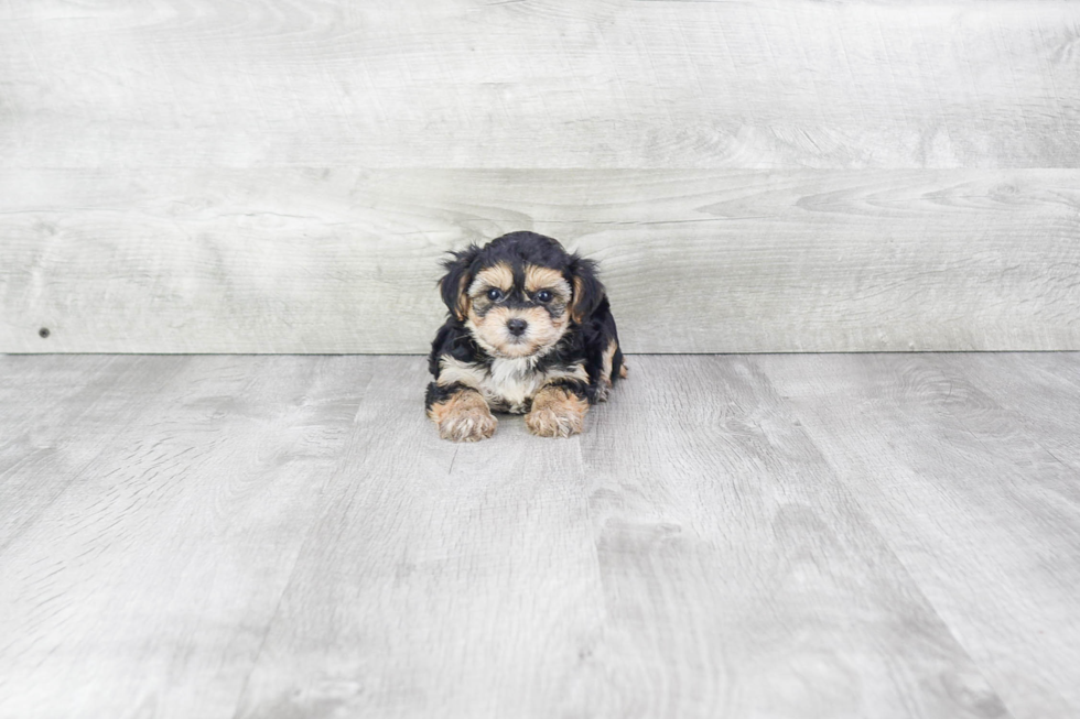 Morkie Puppy for Adoption