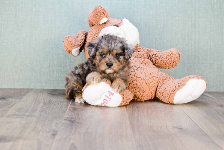 Mini Aussiedoodle Puppy for Adoption