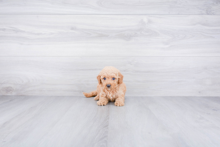 Adorable Golden Retriever Poodle Mix Puppy