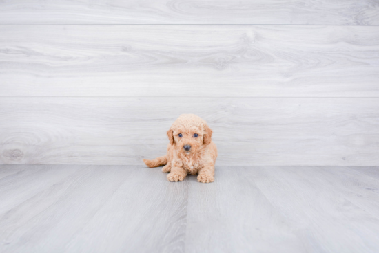 Adorable Golden Retriever Poodle Mix Puppy