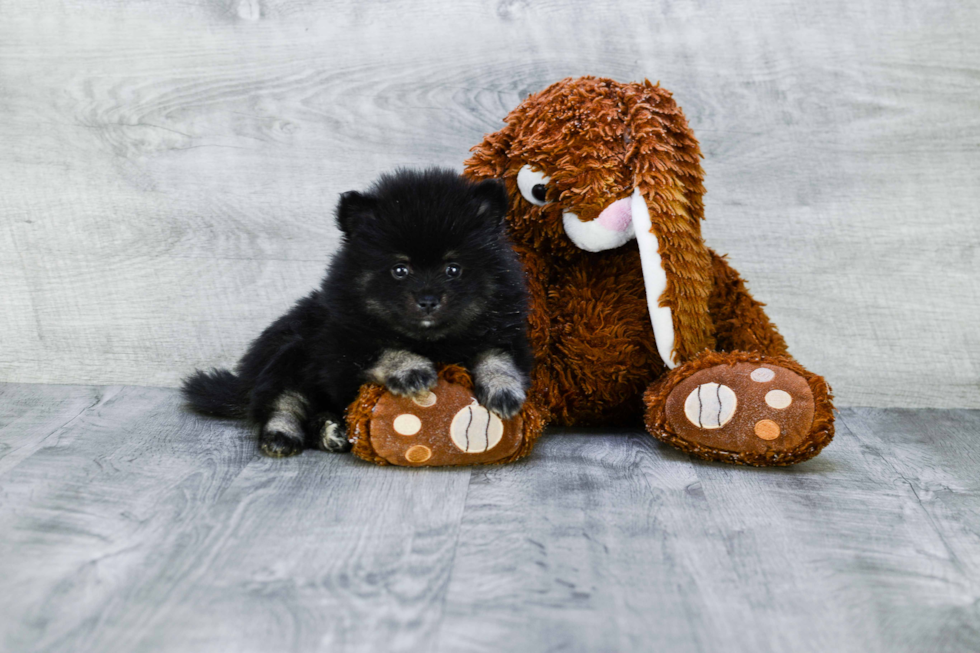 Cute Pomeranian Purebred Puppy