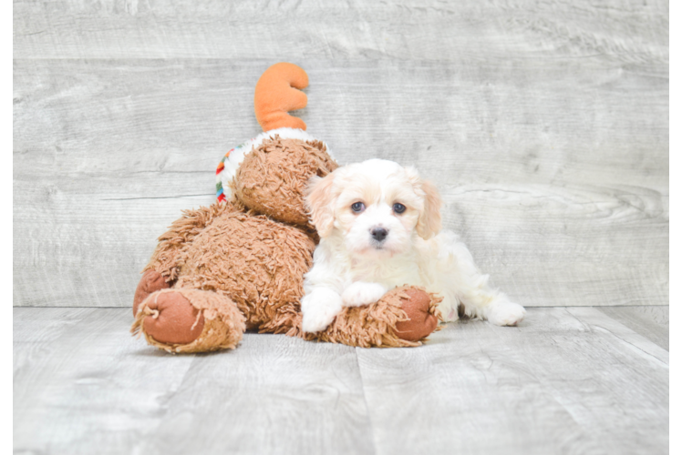 Small Cavachon Baby