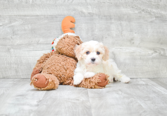 Small Cavachon Baby