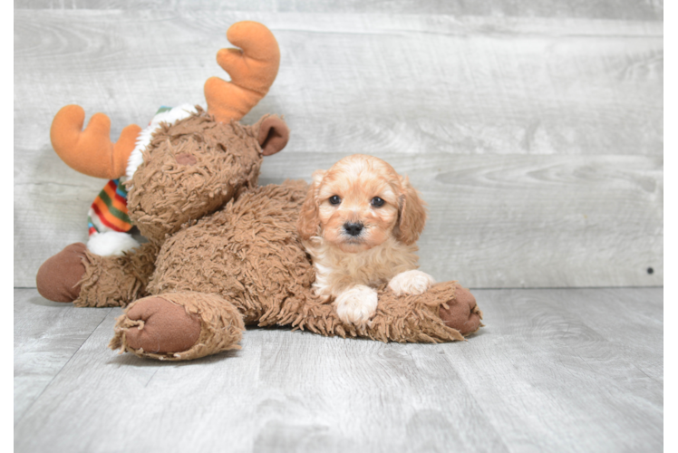 Cavapoo Pup Being Cute