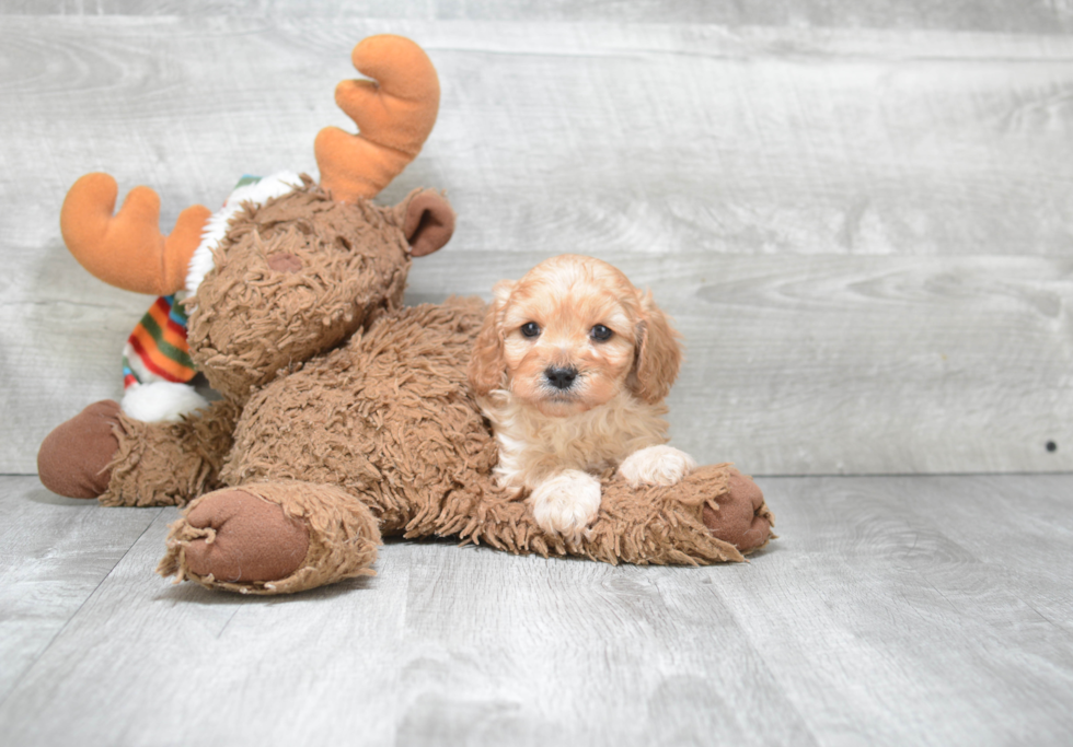 Cavapoo Pup Being Cute