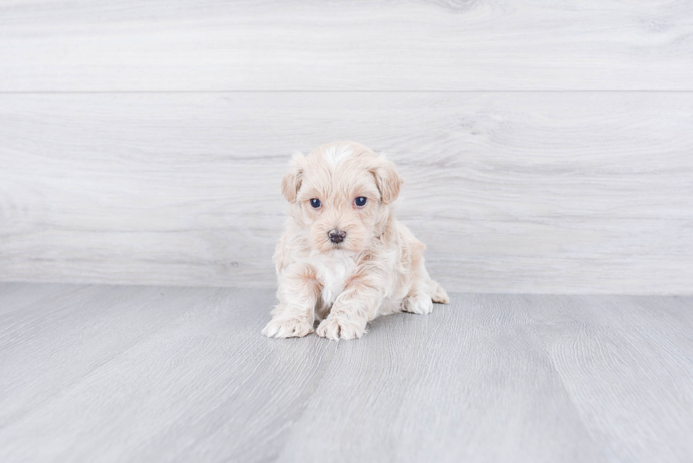 Smart Maltipoo Poodle Mix Pup