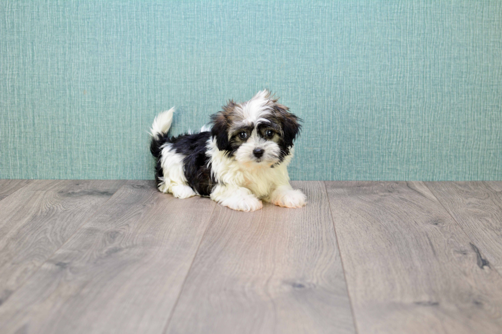 Friendly Havanese Baby