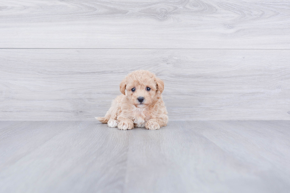 Maltipoo Puppy for Adoption