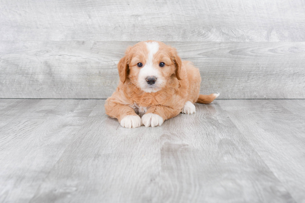 Mini Goldendoodle Pup Being Cute