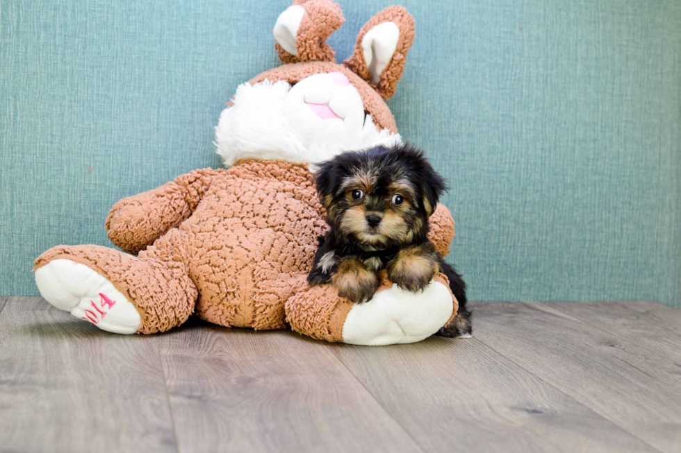 Best Morkie Baby