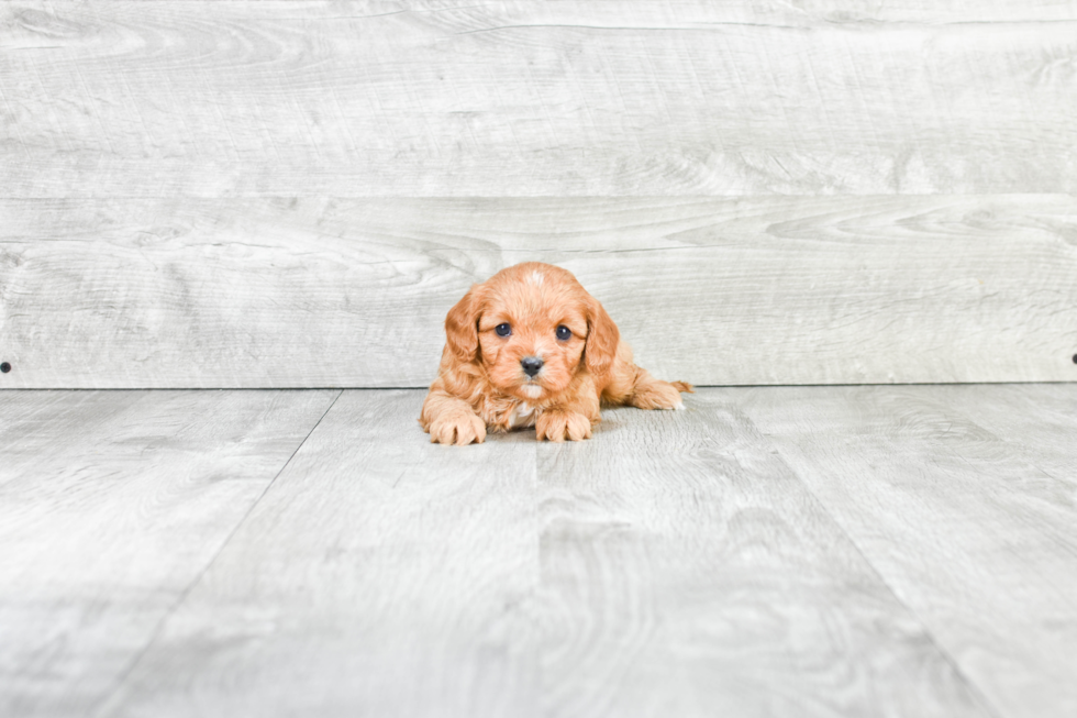 Cavapoo Puppy for Adoption