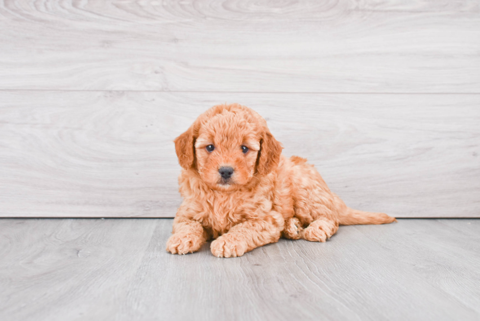 Funny Mini Goldendoodle Poodle Mix Pup