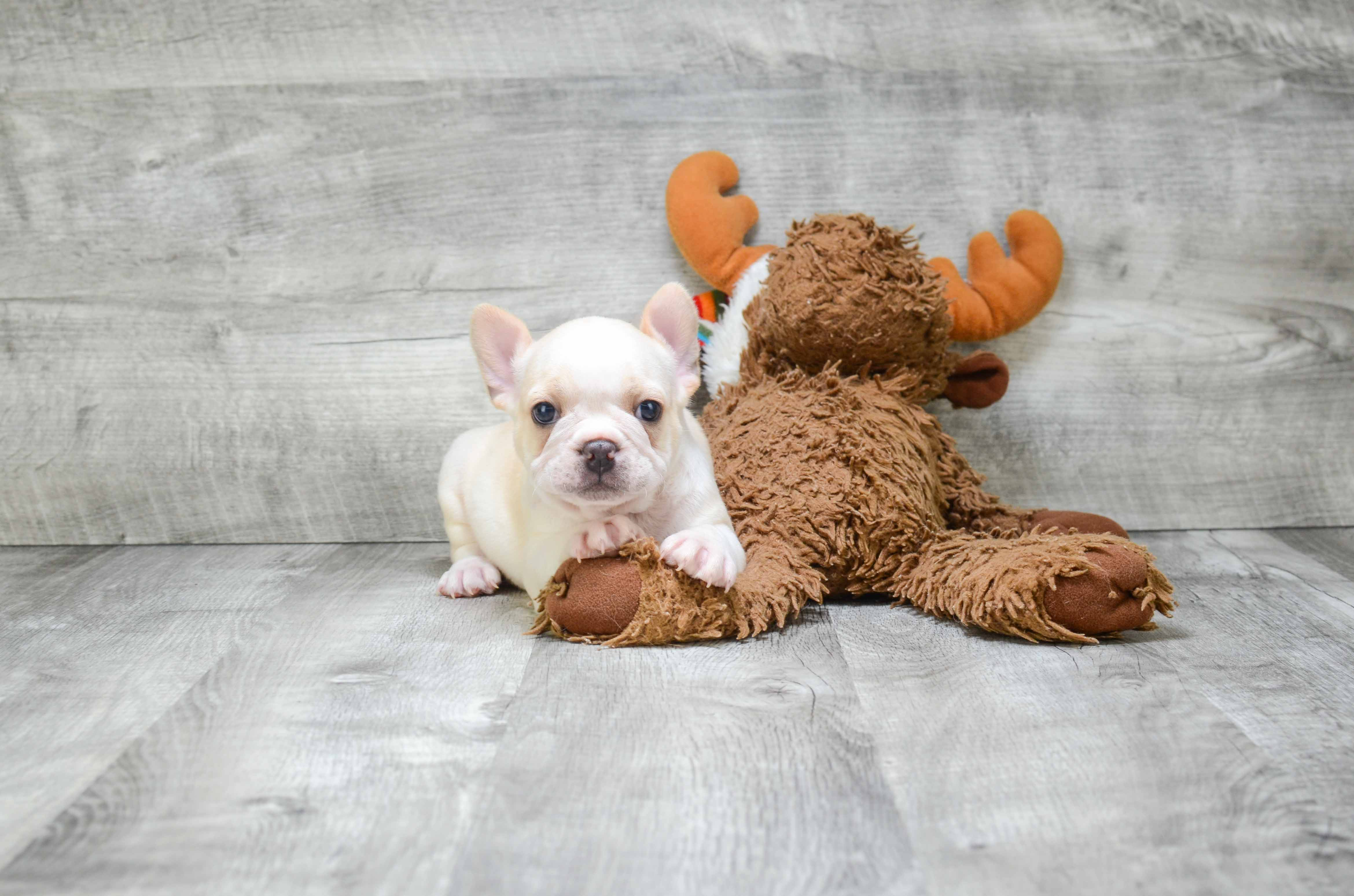Little French Bulldog Purebred Pup