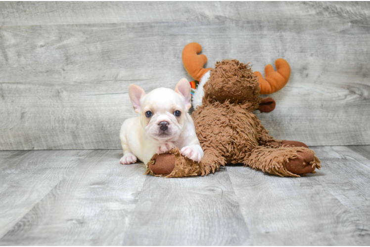 Little French Bulldog Purebred Pup