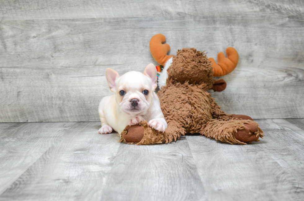 Little French Bulldog Purebred Pup