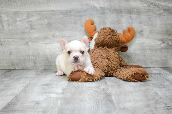 Little French Bulldog Purebred Pup