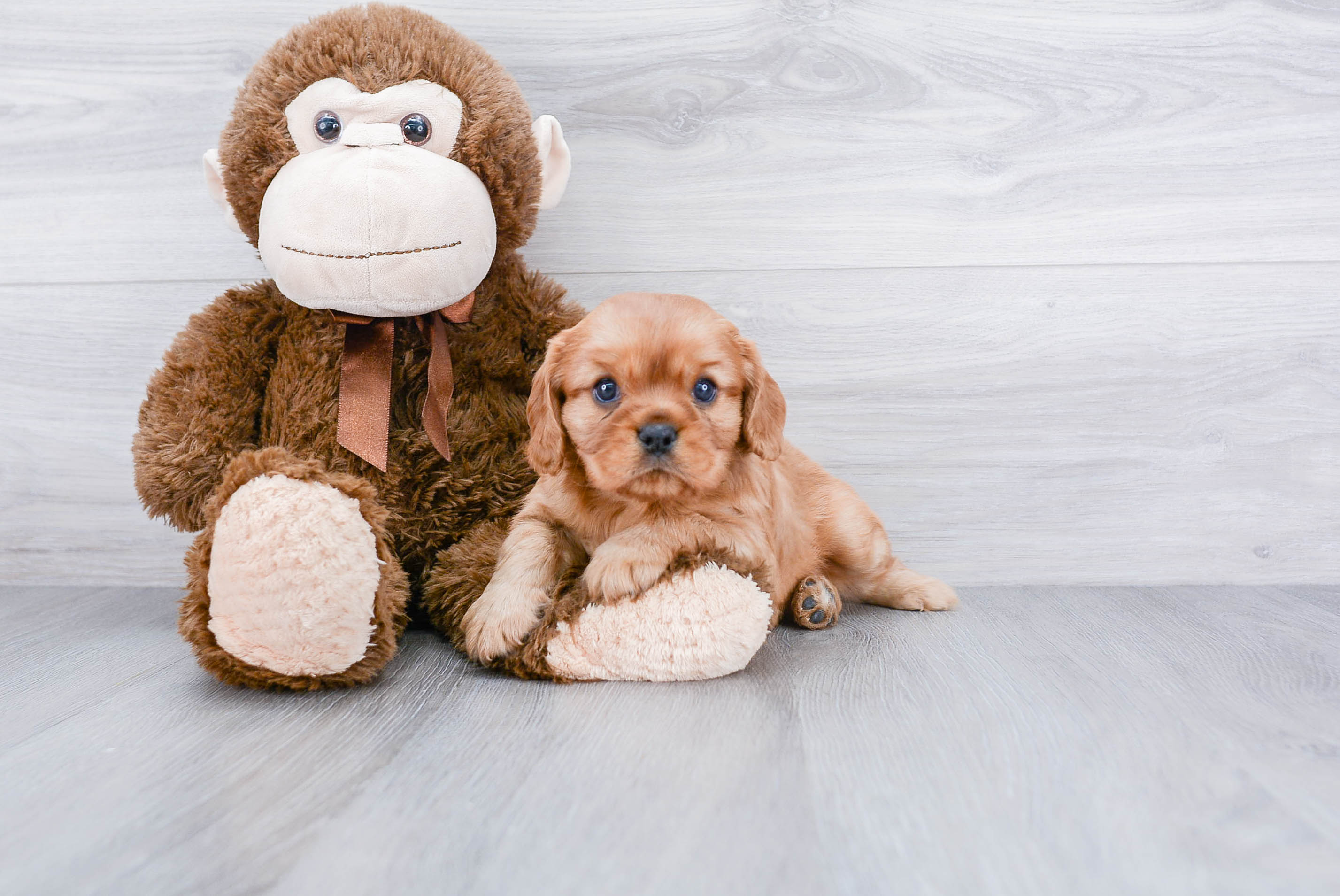 Cavalier King Charles Spaniel Puppy for Adoption