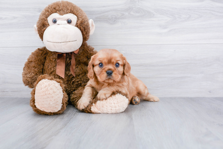 Cavalier King Charles Spaniel Puppy for Adoption
