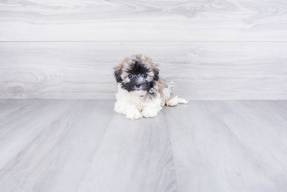 Best Havanese Baby