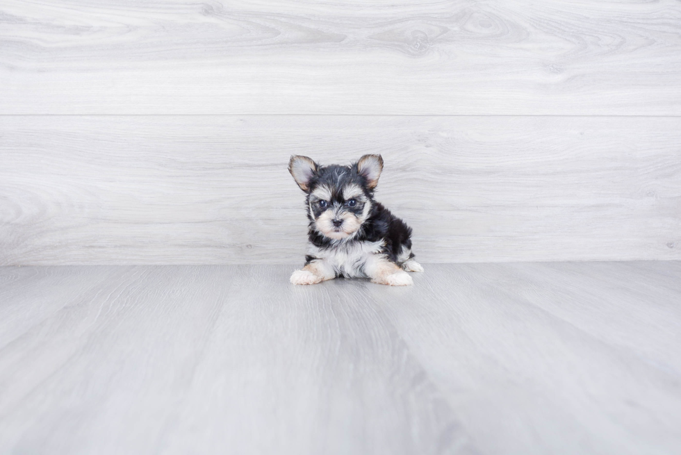 Fluffy Morkie Designer Pup