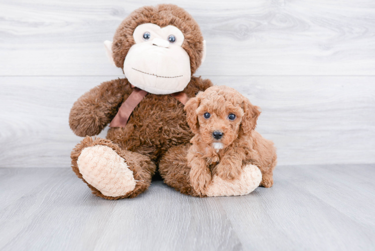 Cavapoo Pup Being Cute