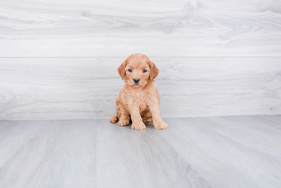 Cute Mini Goldendoodle Baby