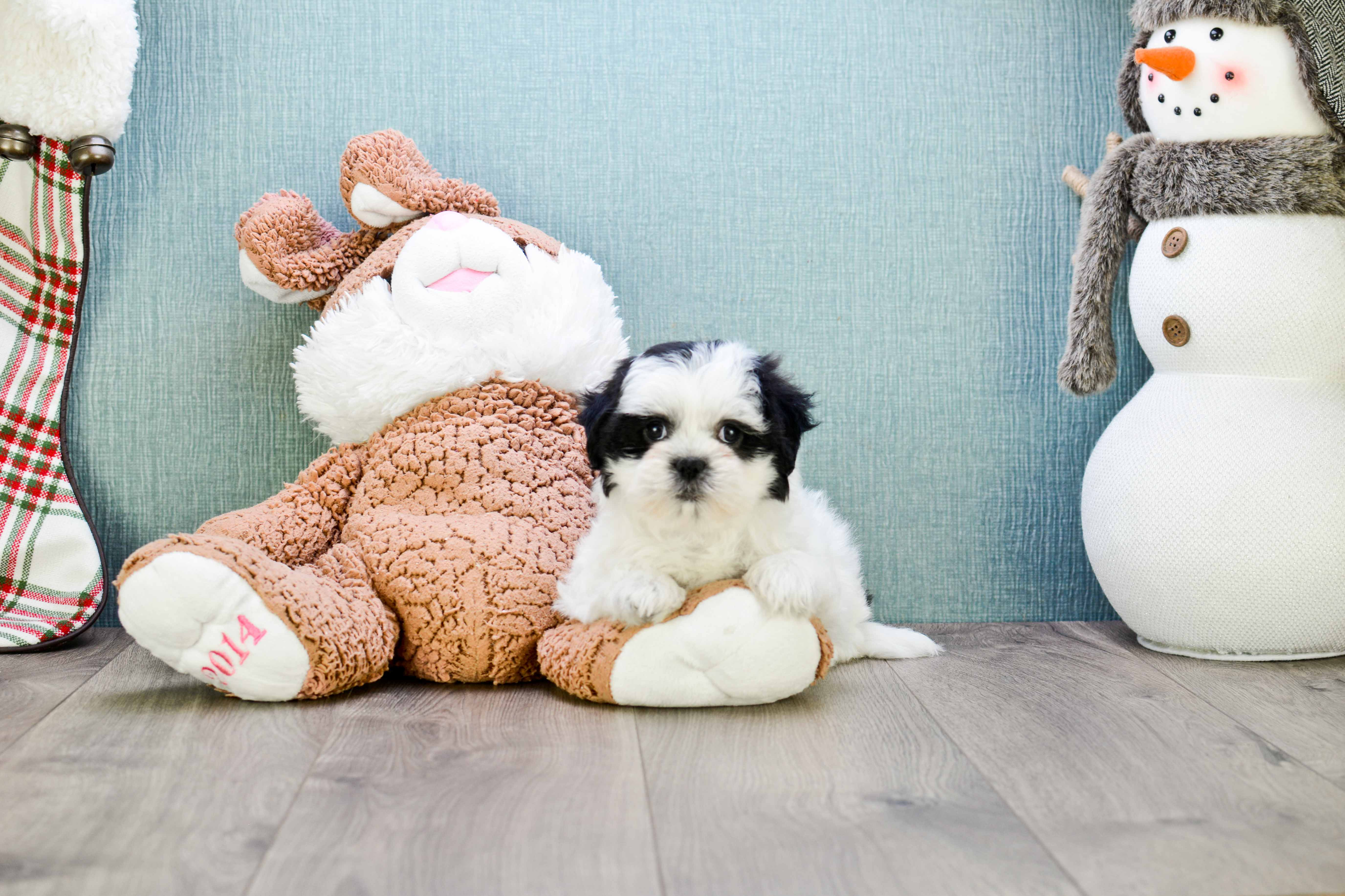 Teddy Bear Puppy for Adoption