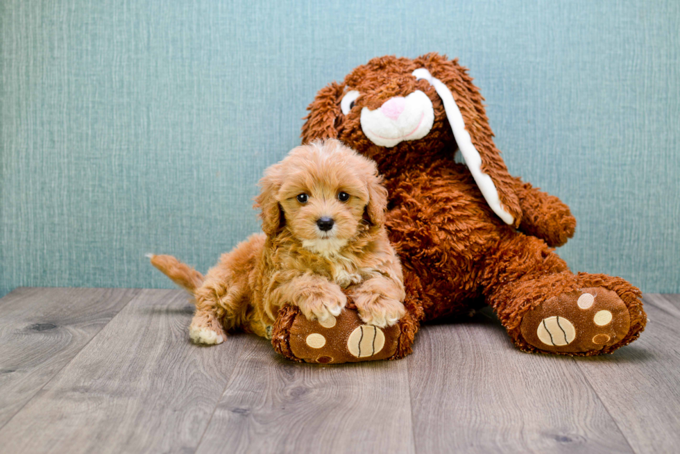 Cavapoo Pup Being Cute