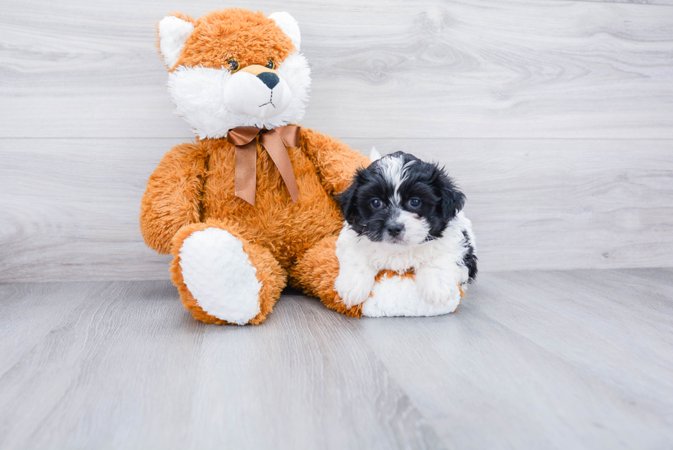 Teddy Bear Pup Being Cute