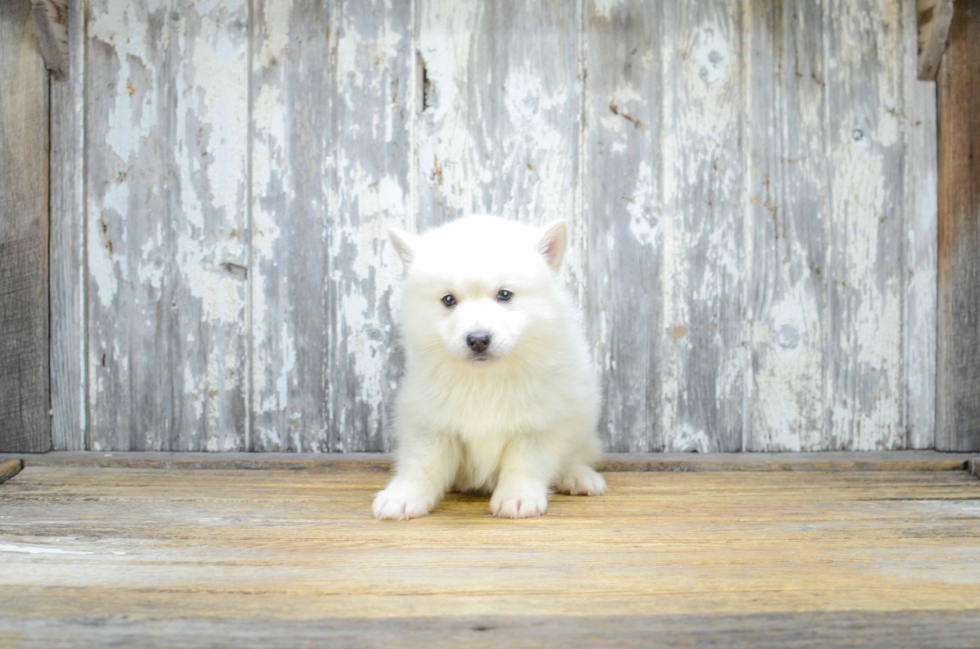 Best Pomsky Baby