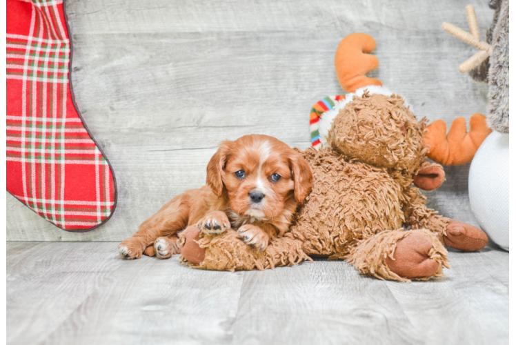 Cavalier King Charles Spaniel Puppy for Adoption