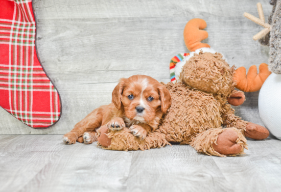 Cavalier King Charles Spaniel Puppy for Adoption