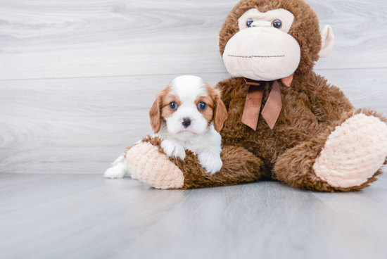 Smart Cavalier King Charles Spaniel Purebred Puppy