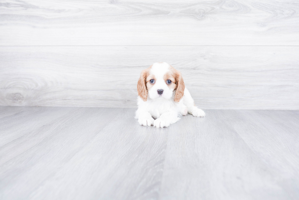 Cavalier King Charles Spaniel Pup Being Cute