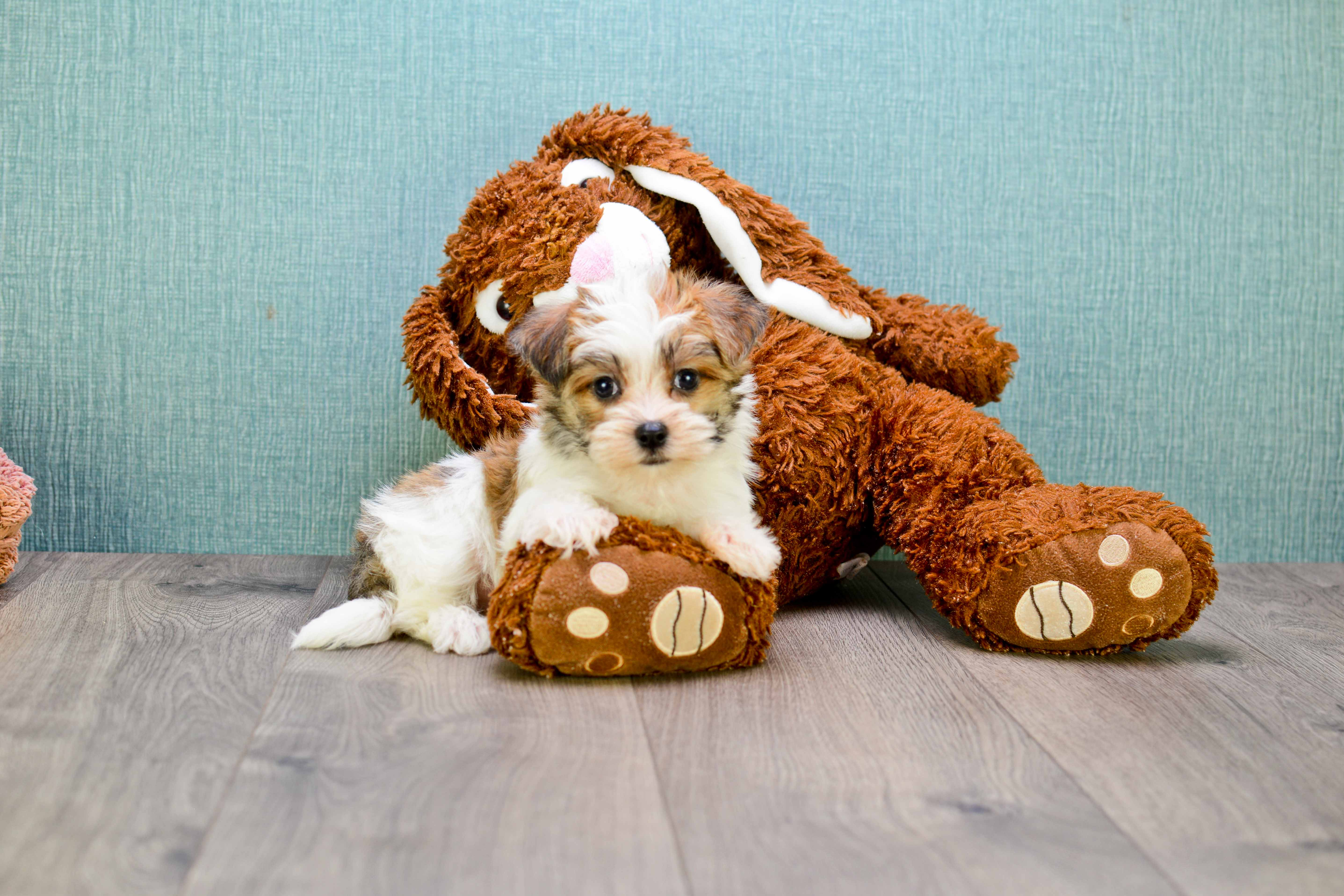 Hypoallergenic Yorkie Designer Puppy